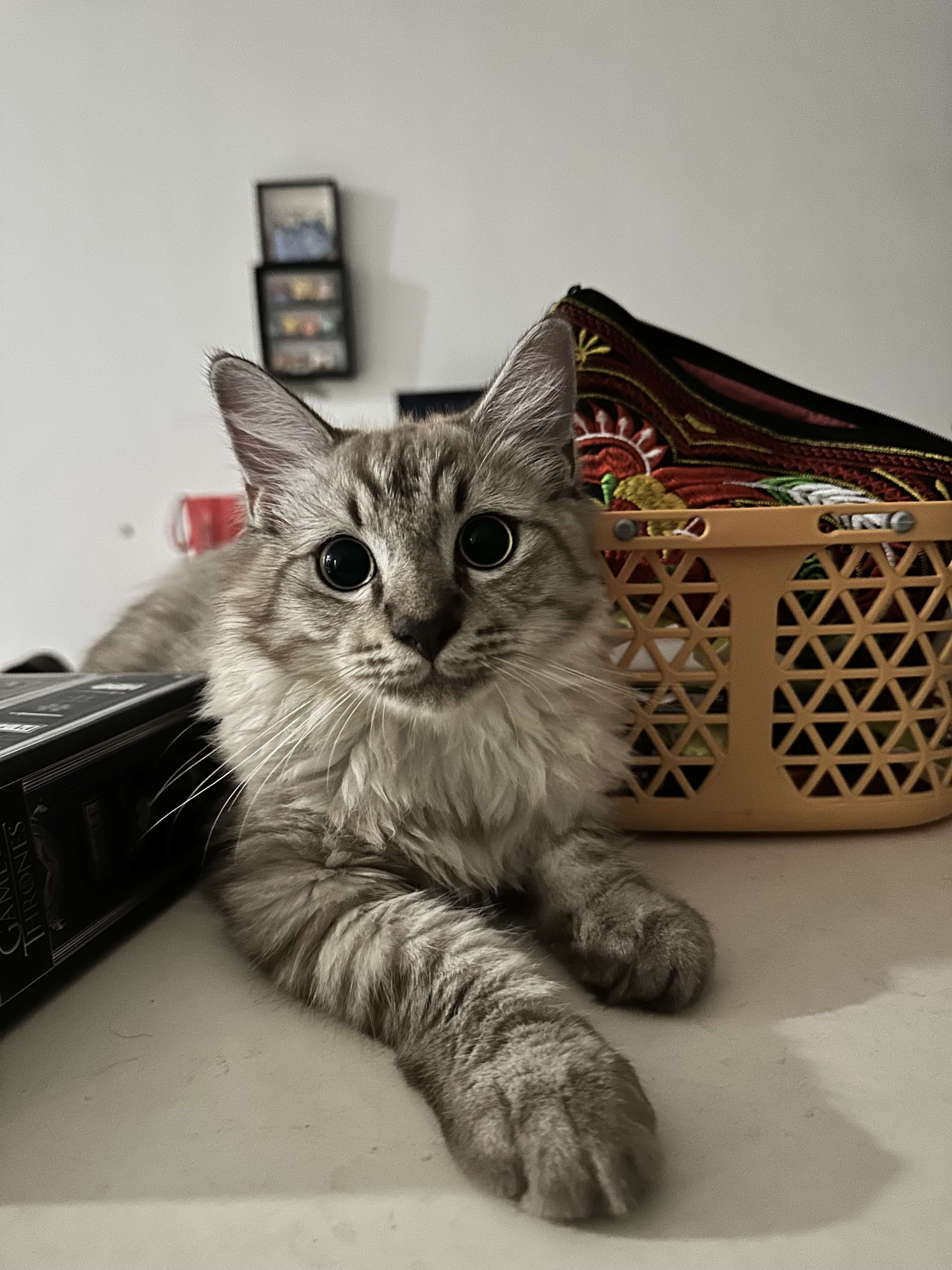 Avatar